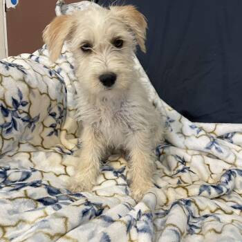 Shih Tzu and Maltese Dogs Available for Adoption in Lisbon, Ohio - Reggie  | PetCurious