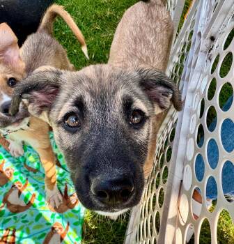 Baide -  Husky Dog for Adoption in Germantown, Ohio - Baide | PetCurious
