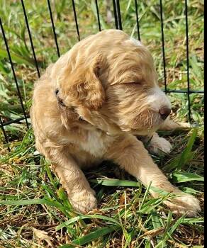 Blue Eyes, Silver Collar -  Goldendoodle Dog for Sale in Willow Springs, Missouri - Blue Eyes, Silver Collar | PetCurious