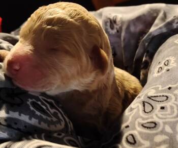 Silver Collar -  Goldendoodle Dog for Sale in Willow Springs, Missouri - Silver Collar | PetCurious