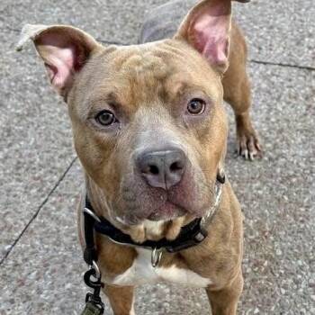 Bradley -  Pit Bull Terrier Dog for Adoption in Buffalo, New York - Bradley | PetCurious