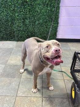 61510867 -  American Staffordshire Terrier and Mixed Breed Dog for Adoption in El Paso, Texas - 61510867 | PetCurious