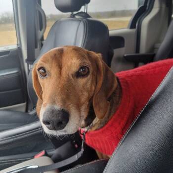 Foxhound Dogs Available for Adoption in Dallas, Texas - Ladybird III (New Digs) | PetCurious