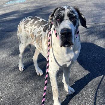 Hazel -  Great Dane Dog for Adoption in Chester Springs, Pennsylvania - Hazel | PetCurious