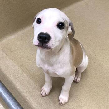 Pit Bull Terrier and Mixed Breed Dogs Available for Adoption - Pongo #22393 | PetCurious