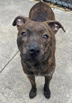 Emryn -  Pit Bull Terrier Dog for Adoption in Chicago, Illinois - Emryn | PetCurious