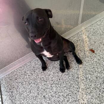 Rescue Mixed Breed Dogs for Adoption in Madisonville, Tennessee - Striker | PetCurious