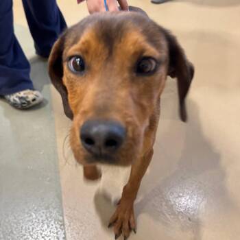 Mixed Breed Dogs Available for Adoption - Dumbo | PetCurious