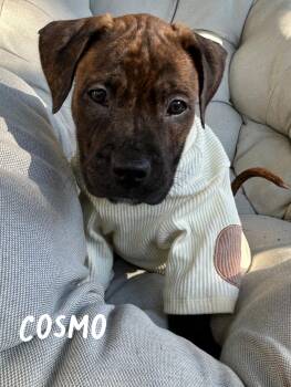 Aster and Cosmo -  Pit Bull Terrier Dog for Adoption in Buffalo, New York - Aster And Cosmo | PetCurious