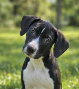 Pup Grapefruit -  Labrador Retriever and Pit Bull Terrier Dog for Adoption in Washington, District Of Columbia - Pup Grapefruit | PetCurious