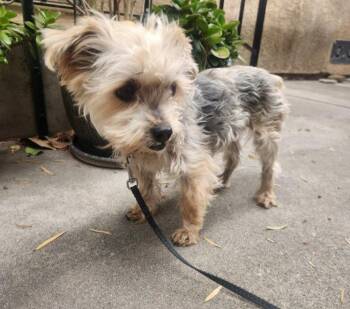 Yorkshire Terrier Dogs Available for Adoption in San Diego, California - Toffee | PetCurious