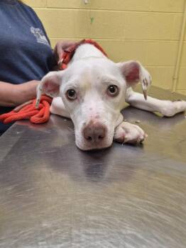 American Bulldog and Mixed Breed Dogs Available for Adoption in Crossville, Tennessee - MAMA MOO | PetCurious