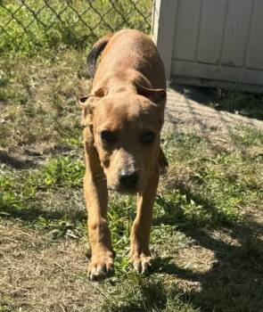 Hound and Mixed Breed Dogs Available for Adoption in Conway, South Carolina - Nosey Smurf | PetCurious