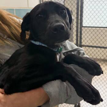 Mixed Breed Dogs Available for Adoption in Walker, Michigan - Popeye | PetCurious