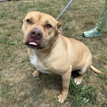 Pit Bull Terrier Dogs Available for Adoption in Columbia, South Carolina - August | PetCurious