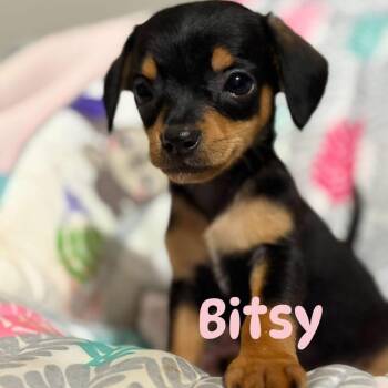 Bitsy -  Dachshund and Rat Terrier Dog for Adoption in Enterprise, Alabama - Bitsy | PetCurious