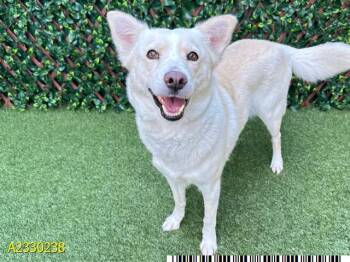 Mixed Breed Dogs Available for Adoption - NINA | PetCurious