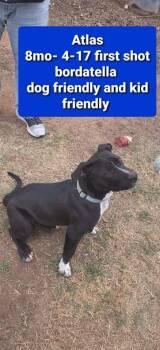 Atlas (Odin) -  Pit Bull Terrier Dog for Adoption in Calgary, Alberta - Atlas (Odin) | PetCurious