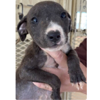 Rescue Terrier and Mixed Breed Dogs for Adoption in Austin, Texas - Mindy | PetCurious