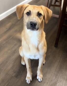 Siete -  Hound Dog for Adoption in Clovis, New Mexico - Siete | PetCurious