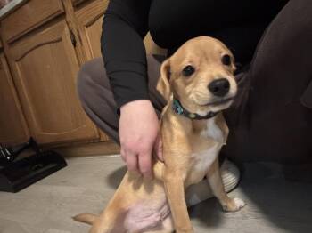 Tanner -  Terrier Dog for Adoption in Plymouth, Michigan - Tanner | PetCurious