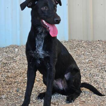 Charm -  Mixed Breed Dog for Adoption in Wickenburg, Arizona - Charm | PetCurious