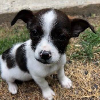 Jack Russell Terrier and Mixed Breed Dogs Available for Adoption in Potomac, Maryland - Tiger | PetCurious