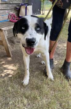 KEYSTONE -  Labrador Retriever and Mixed Breed Dog for Adoption in Tulsa, Oklahoma - KEYSTONE | PetCurious