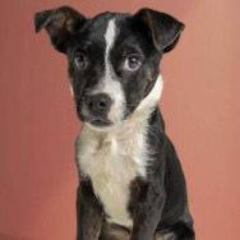 AAD Upcoming Arrival!  Goober - 26107 -  Terrier Dog for Adoption in Armonk, New York - AAD Upcoming Arrival!  Goober - 26107 | PetCurious