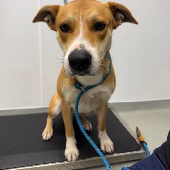 Zero -  Mixed Breed Dog for Adoption in Abilene, Texas - Zero | PetCurious