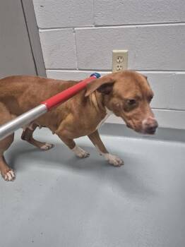 POSEY -  Pit Bull Terrier Dog for Adoption in St. Cloud, Florida - POSEY | PetCurious