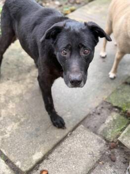 Misty -  Mixed Breed Dog for Adoption in Cincinnati, Ohio - Misty | PetCurious