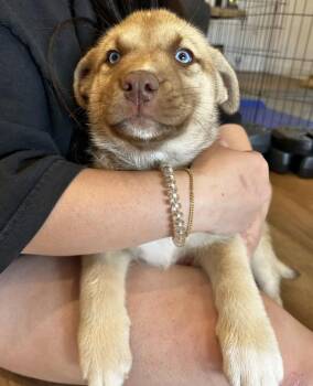 Shepherd and Husky Dogs Available for Adoption - Clover | PetCurious