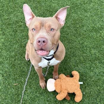 Mixed Breed Dogs Available for Adoption in Pittsburgh, Pennsylvania - Cloudy | PetCurious