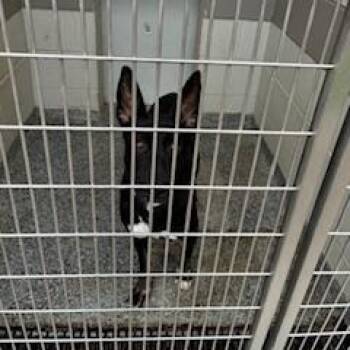 Rescue Mixed Breed Dogs for Adoption in Jeffersonville, Indiana - Cash | PetCurious