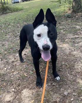 Rescue Pit Bull Terrier Dogs for Adoption in Heber Springs, Arkansas - Poseidon | PetCurious