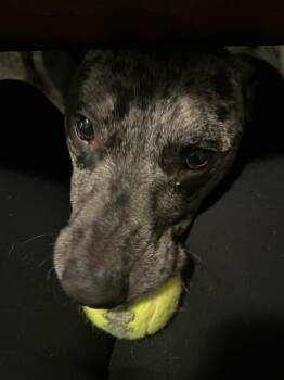 Catahoula Leopard Dog Dogs Available for Adoption - Draco | PetCurious