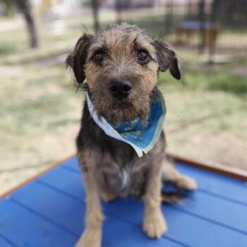 ZOILA -  Terrier Dog for Adoption in San Antonio, Texas - ZOILA | PetCurious