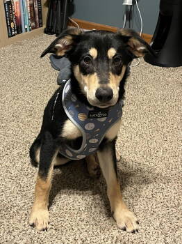 Rescue German Shepherd Dog and Australian Kelpie Dogs for Adoption - Tuddy | PetCurious