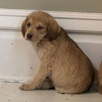 Standard Poodle and Labrador Retriever Dogs Available for Adoption in Dayton, Ohio - Daisy | PetCurious