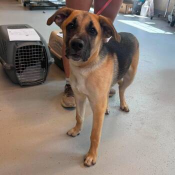 Ice Cube Stray Hold 9/2 -  Mixed Breed Dog for Adoption in Huntington, West Virginia - Ice Cube Stray Hold 9/2 | PetCurious