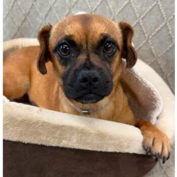 Mimi -  Pug and Mixed Breed Dog for Adoption in Tacoma, Washington - Mimi | PetCurious