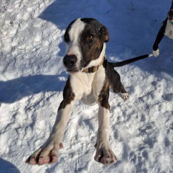 Hound Dogs Available for Adoption - Wren | PetCurious