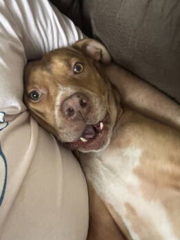 Rescue Staffordshire Bull Terrier and Boxer Dogs for Adoption in Chandler, Arizona - ROCKO | PetCurious