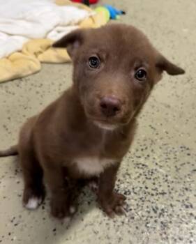 Mister -  Shepherd Dog for Adoption in Denver, Colorado - Mister | PetCurious
