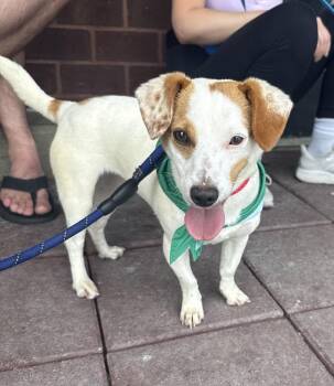 Mimi -  Jack Russell Terrier Dog for Adoption in Washington, District Of Columbia - Mimi | PetCurious
