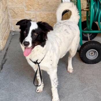 Popeye -  Border Collie Dog for Adoption in The Woodlands, Texas - Popeye | PetCurious