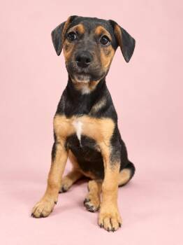Starbucks: Pink Drink -  German Shepherd Dog Dog for Adoption in Palo Alto, California - Starbucks: Pink Drink | PetCurious