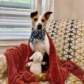 Parker Beau Gentle Soul -  Portuguese Podengo and Jack Russell Terrier Dog for Adoption in Friendswood, Texas - Parker Beau Gentle Soul | PetCurious