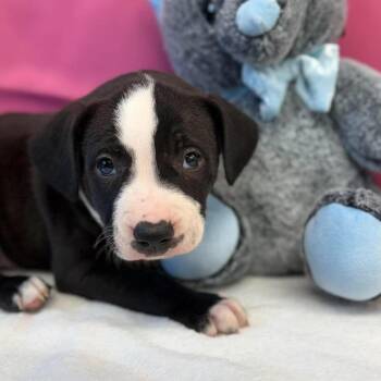 Zac -  American Staffordshire Terrier and Mixed Breed Dog for Adoption in Tacoma, Washington - Zac | PetCurious